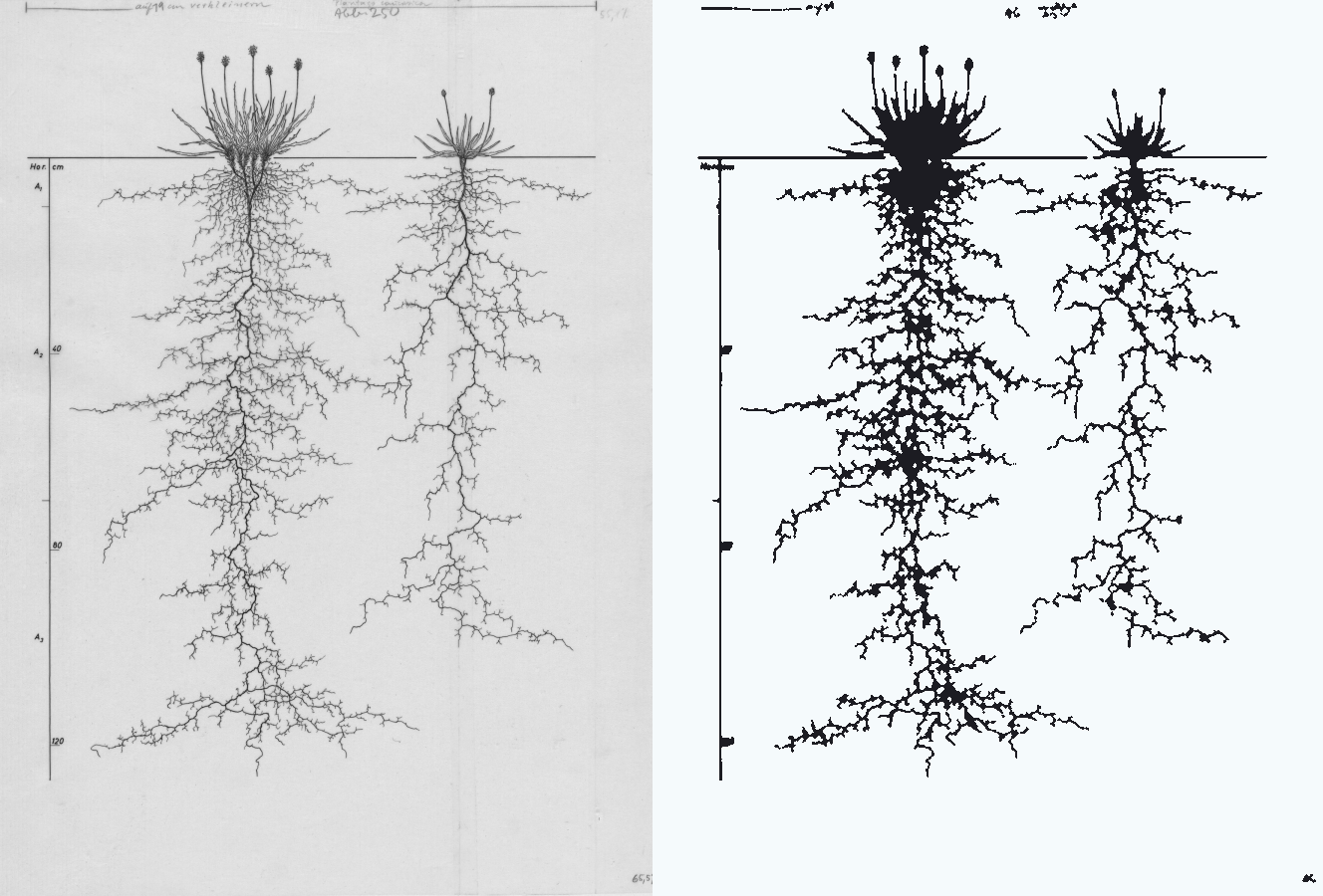 A root drawing on the left, and just the roots thresholded out of it with opencv on the right