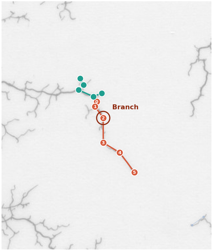 One real root traced from the drawing (orange, points numbered) with a child branch forking off it (teal) at the marked junction.