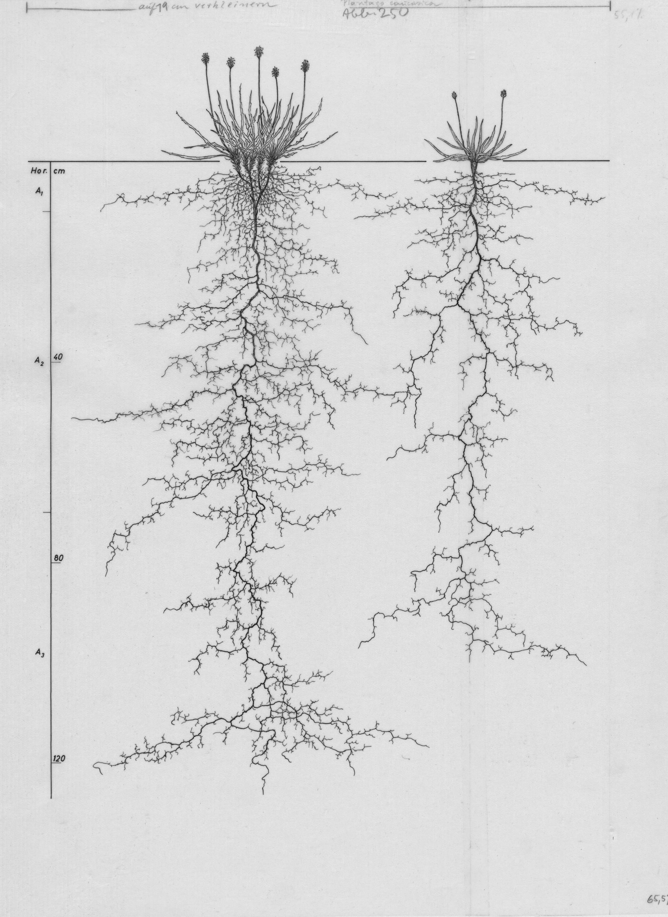 Hand-drawn study of two plants and their full root systems against a depth scale