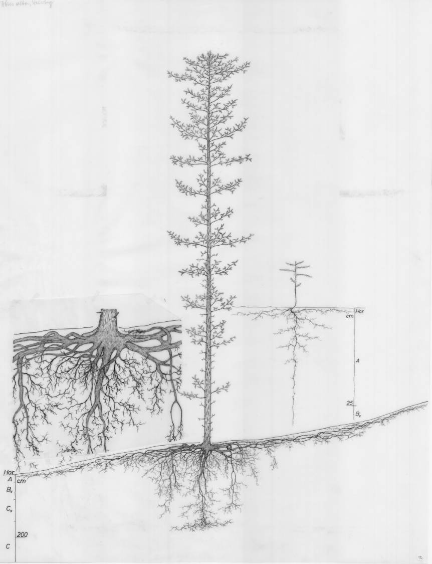 Hand-drawn root system of Abies alba (silver fir), drawn to scale against a depth ruler