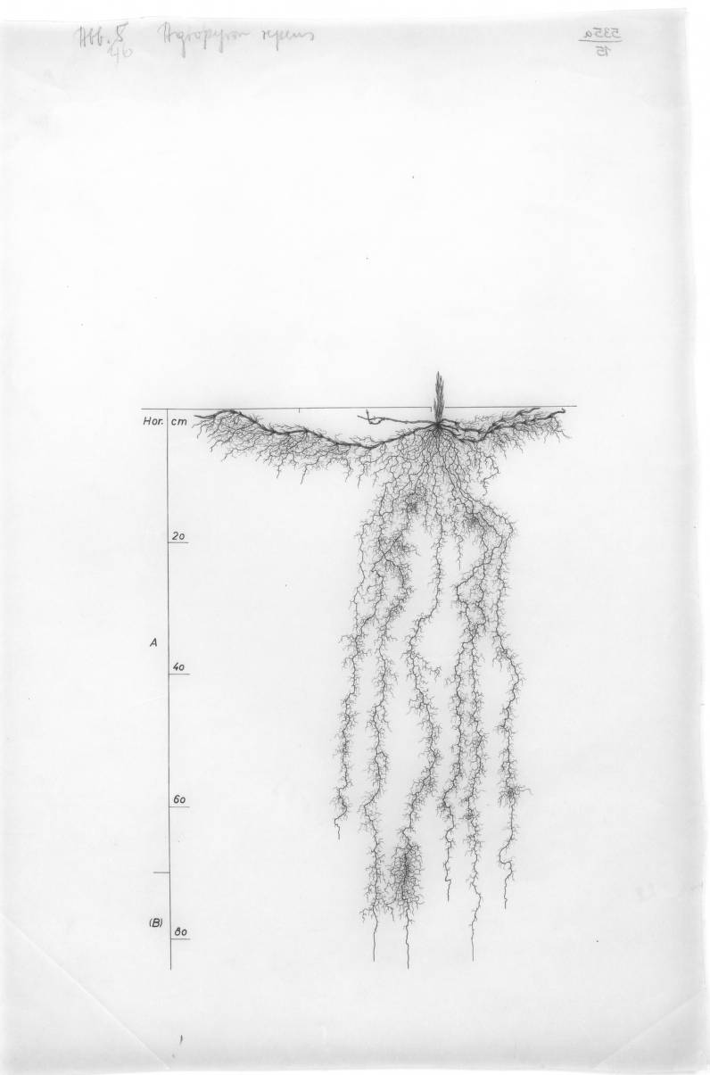 Hand-drawn root system of Agropyron repens (couch grass), drawn to scale against a depth ruler