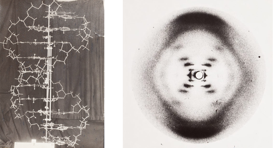 Photo 51, the first X-ray image of DNA's structure