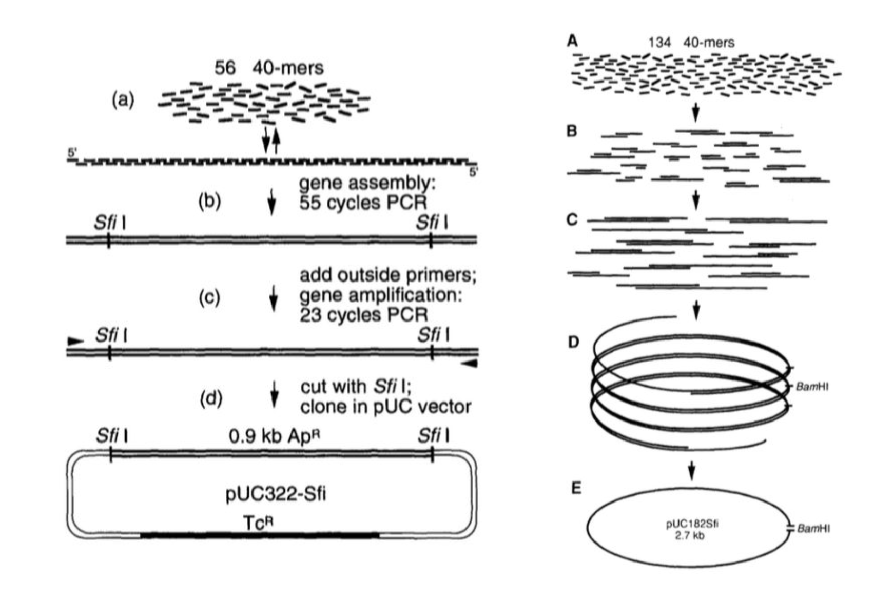 Assembling a gene from short overlapping fragments