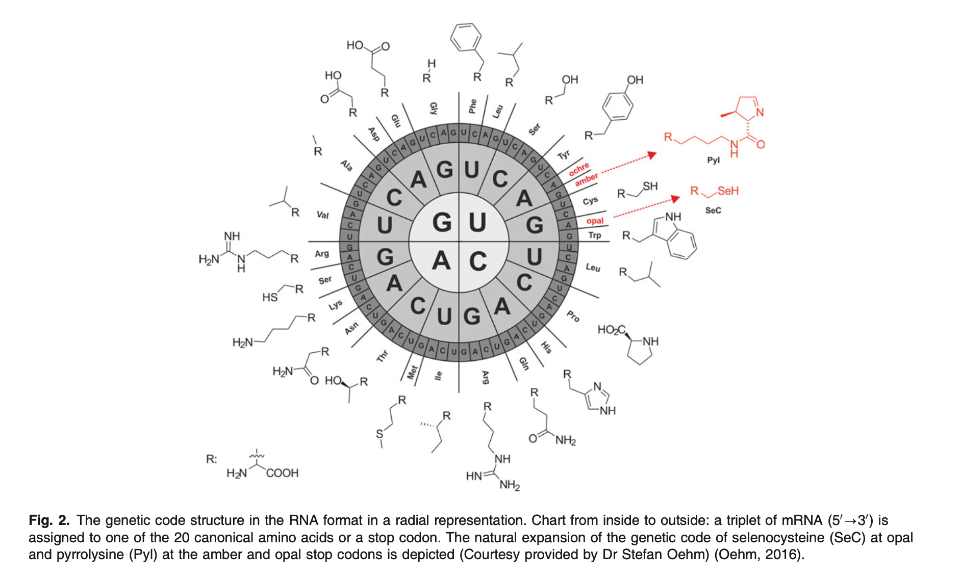 The genetic code drawn as a radial codon wheel