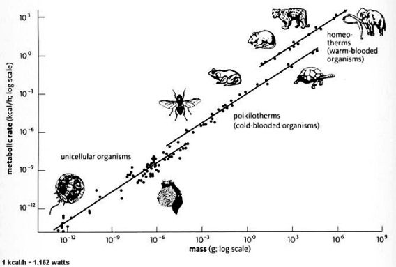 Metabolic rate versus body mass on log-log axes, a single straight line