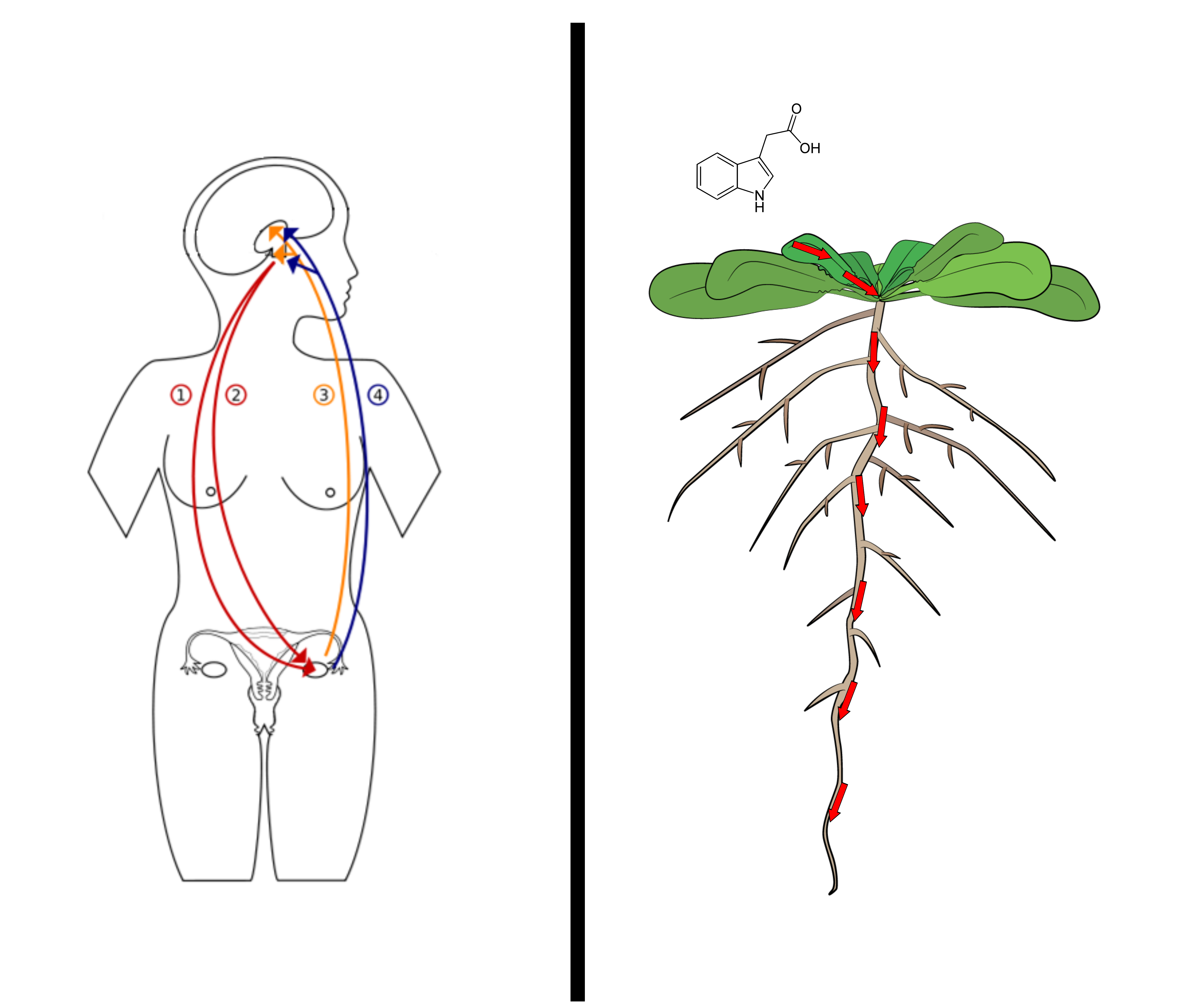 Hormone transport networks in an animal body and a plant root, side by side