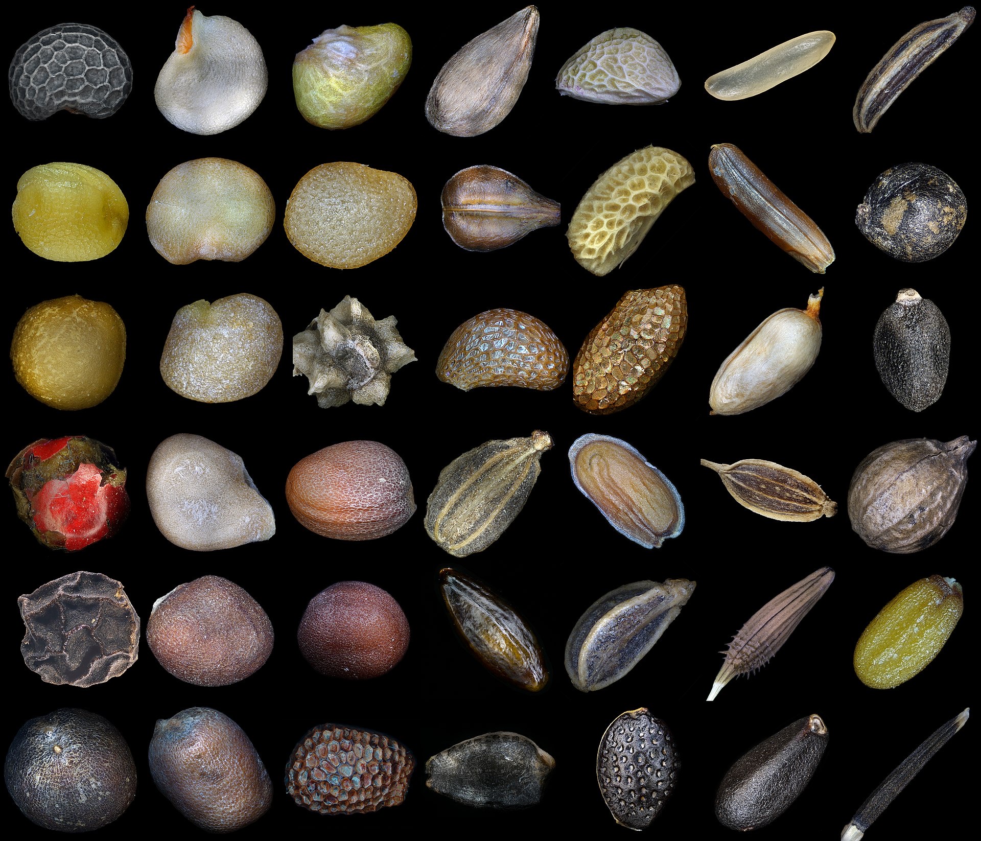 A grid of different seeds photographed on black