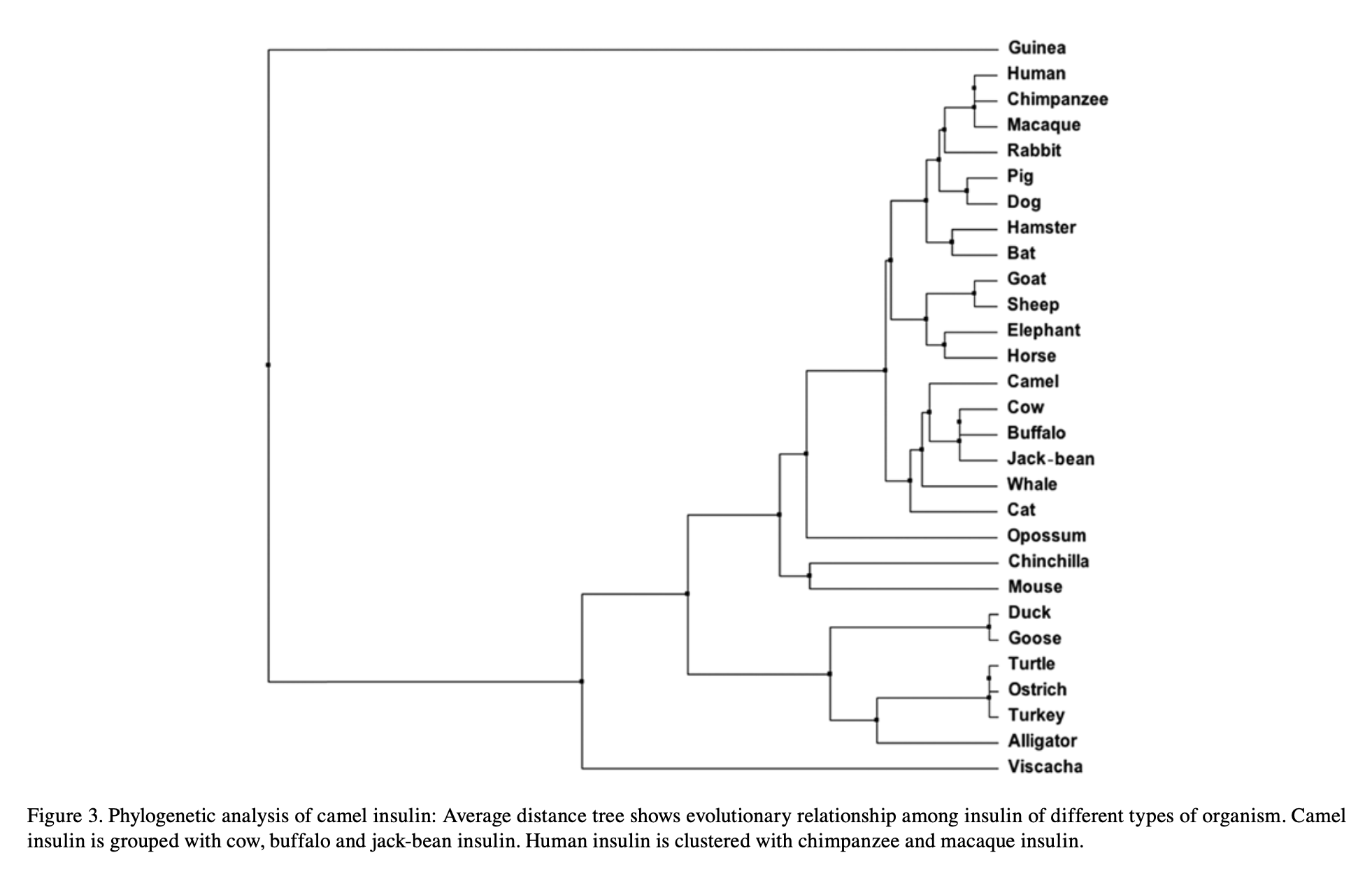 Phylogenetic tree built from insulin sequences