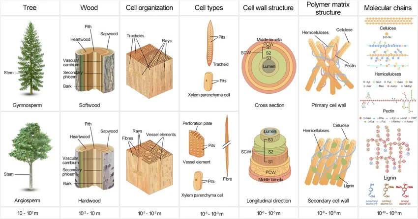 The anatomy of wood across scales, from whole tree to molecular chains