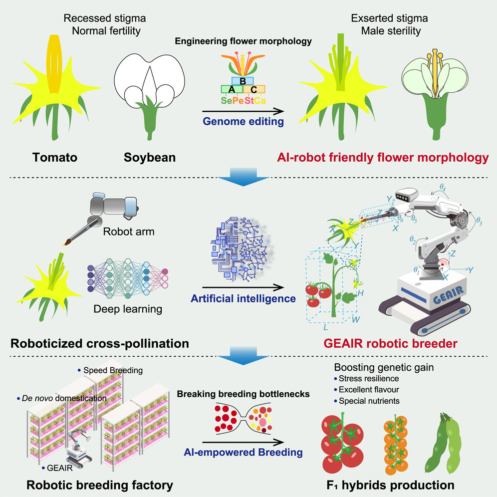 Robotic plant breeding