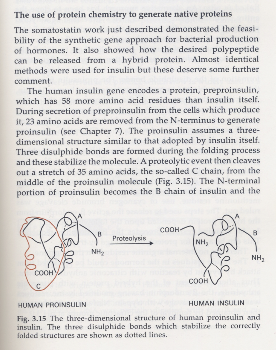 How proinsulin folds and is cleaved into insulin