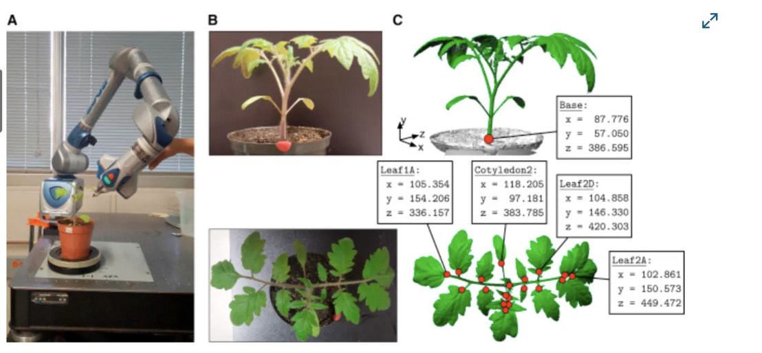 Pareto efficiency of tomato plant architecture