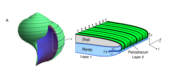 A generative model of seashell growth: mantle secreting shell layers