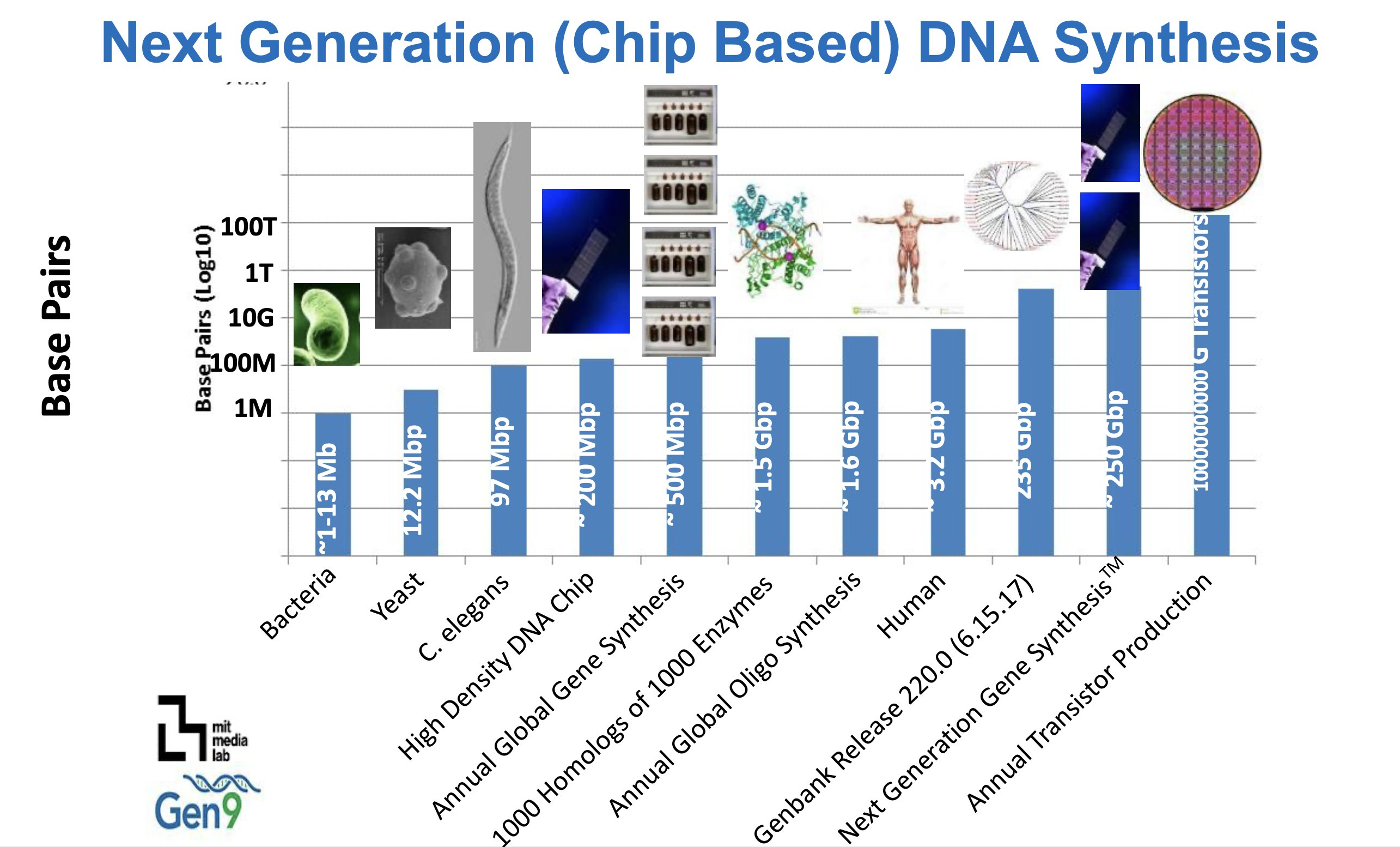 The scale of DNA sequence lengths for different organisms