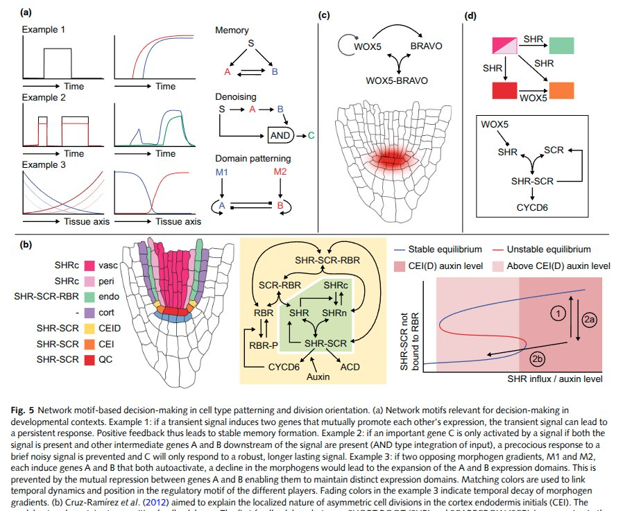 Gene regulatory circuit reverse-engineering for a single root