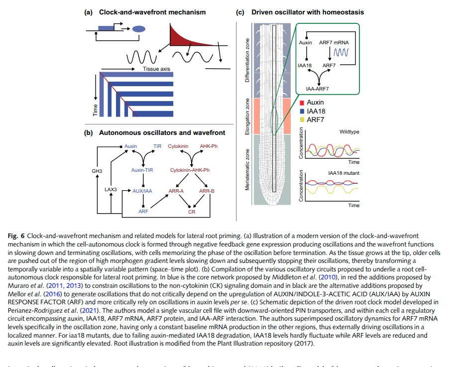 Gene regulatory oscillators inside plants