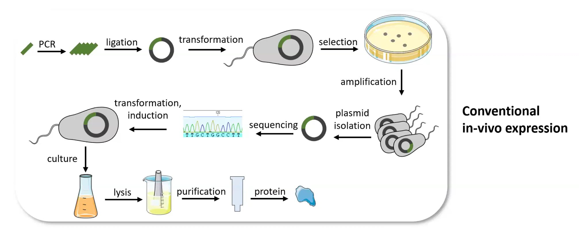 The recombinant in-vivo protein expression pipeline