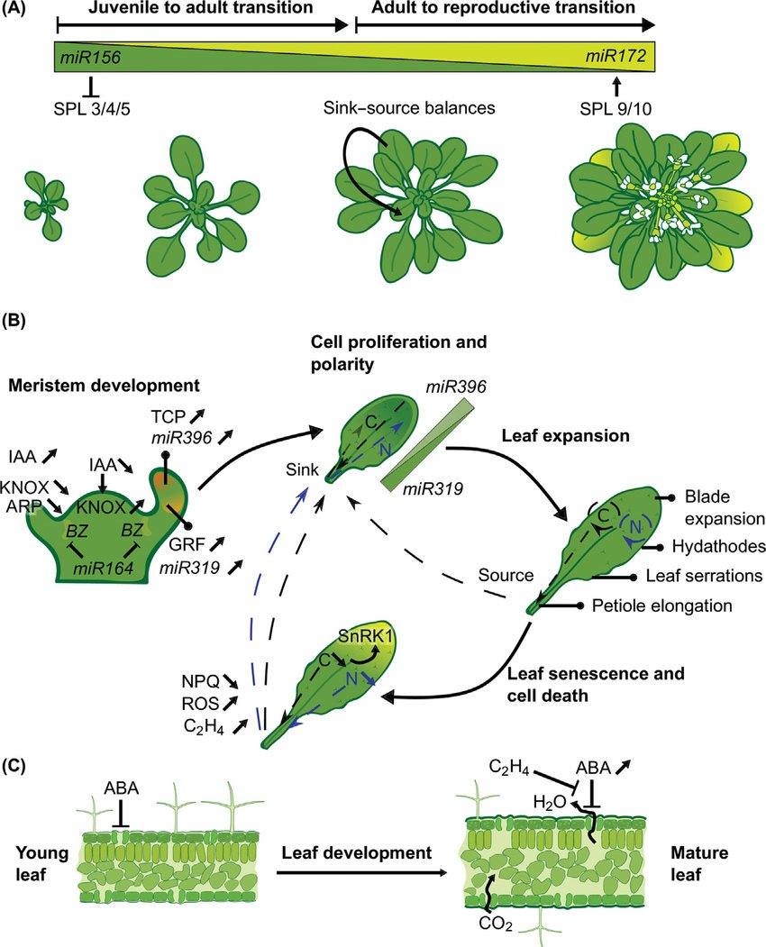 Morphological development of a single leaf