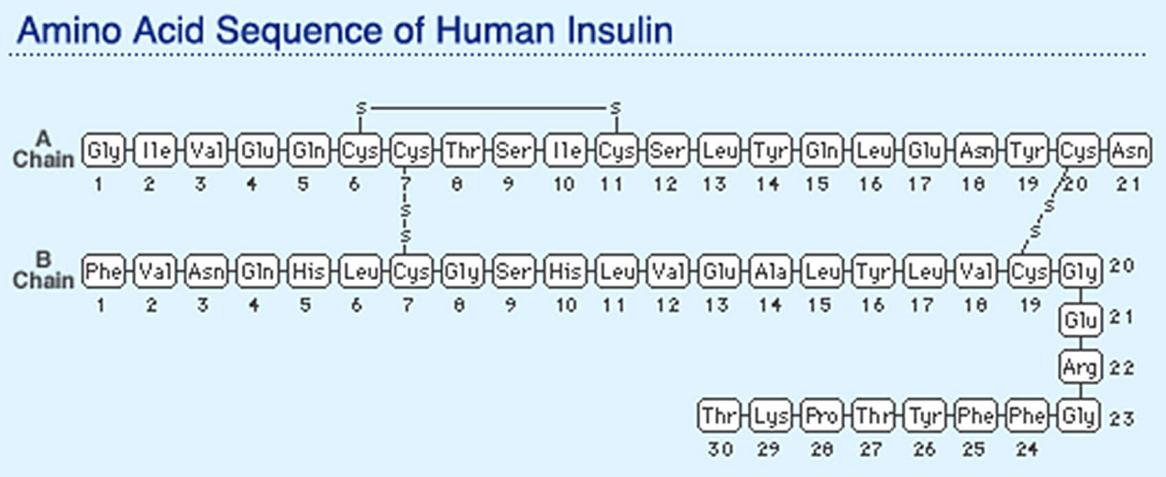 Insulin as a 2D chain of amino acids